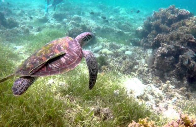 보홀 5일#TOP PICK#5성급#헤난타왈라 풀억세스룸#ALL INCLUSIVE